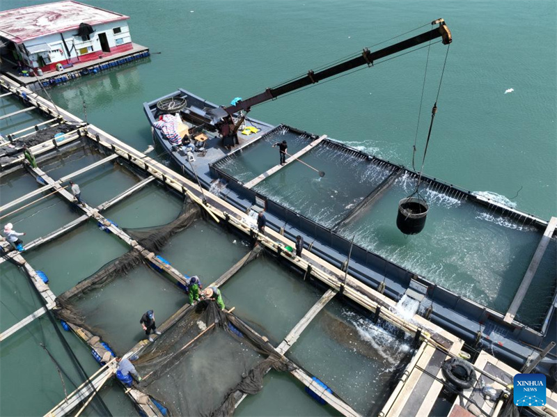 Fujian : 2,5 milliards d'alevins de grands maigres jaunes bientôt libérés à Ningde