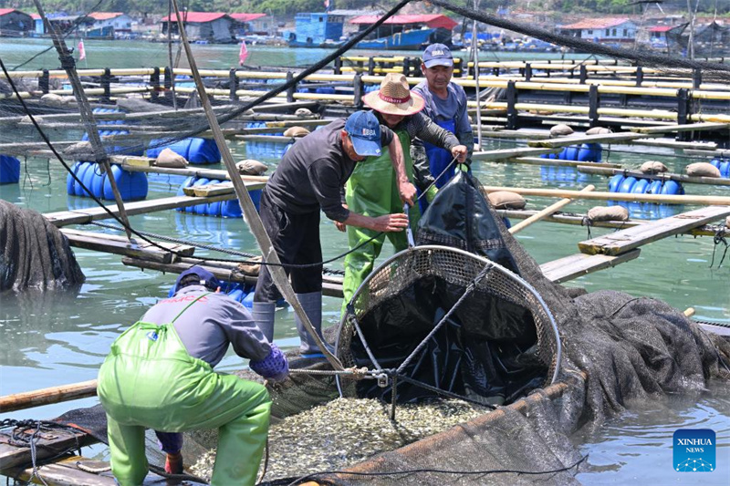 Fujian : 2,5 milliards d'alevins de grands maigres jaunes bientôt libérés à Ningde