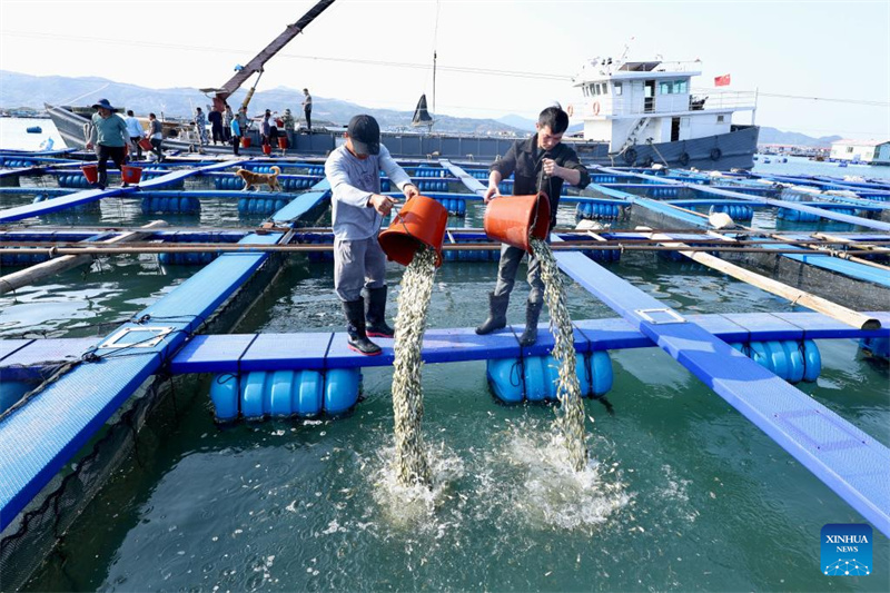 Fujian : 2,5 milliards d'alevins de grands maigres jaunes bientôt libérés à Ningde