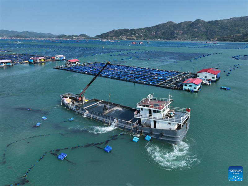 Fujian : 2,5 milliards d'alevins de grands maigres jaunes bientôt libérés à Ningde