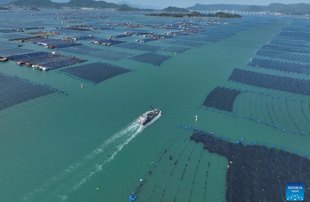 Fujian : 2,5 milliards d'alevins de grands maigres jaunes bientôt libérés à Ningde