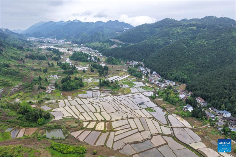 Chongqing : les agriculteurs du canton de Yuchi travaillent dans leurs champs