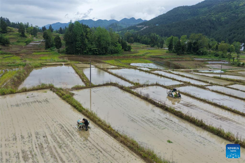 Chongqing : les agriculteurs du canton de Yuchi travaillent dans leurs champs