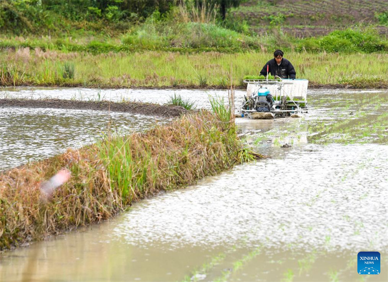 Chongqing : les agriculteurs du canton de Yuchi travaillent dans leurs champs