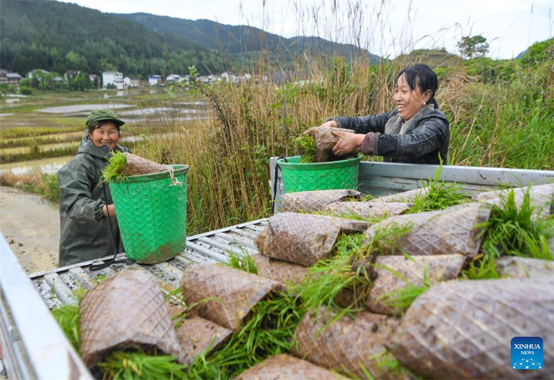 Chongqing : les agriculteurs du canton de Yuchi travaillent dans leurs champs
