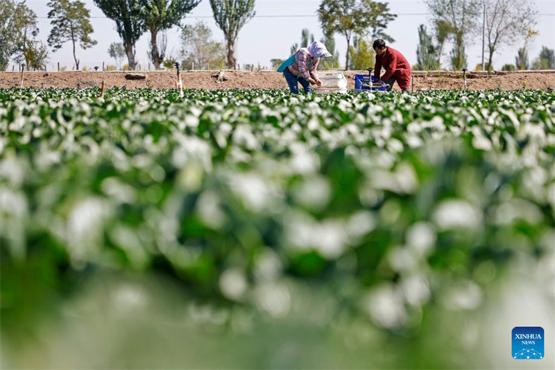 Ningxia : la première récolte de légumes de saison froide a commencé dans le comté de Helan