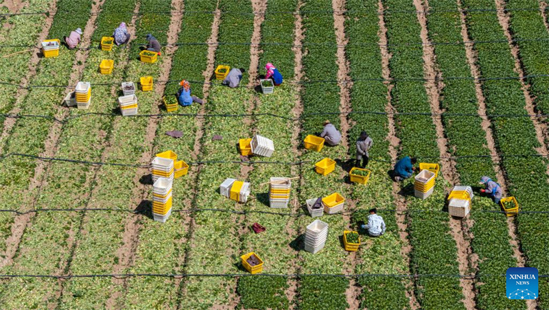 Ningxia : la première récolte de légumes de saison froide a commencé dans le comté de Helan