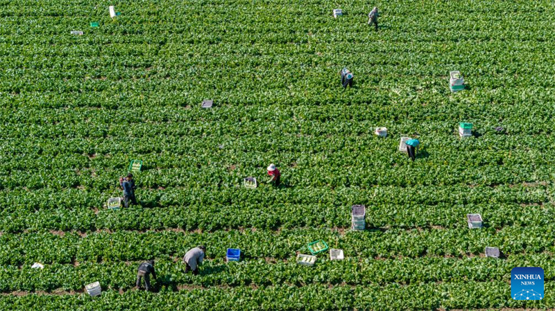Ningxia : la première récolte de légumes de saison froide a commencé dans le comté de Helan