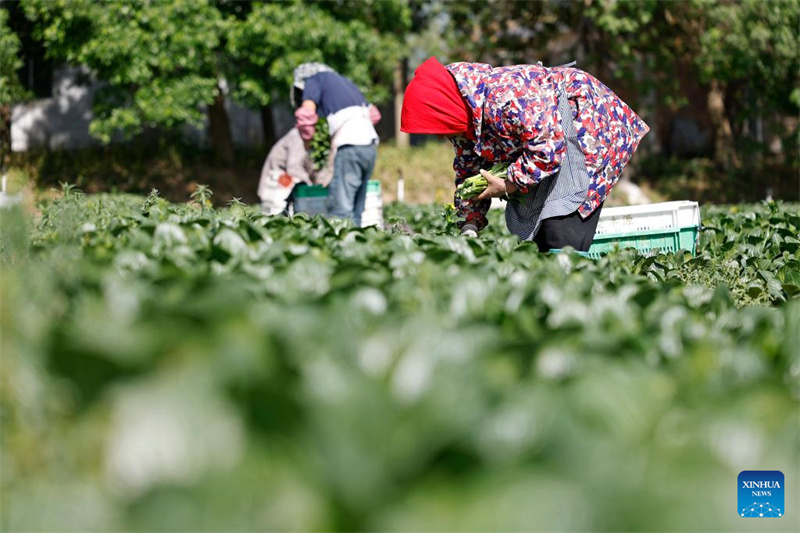 Ningxia : la première récolte de légumes de saison froide a commencé dans le comté de Helan