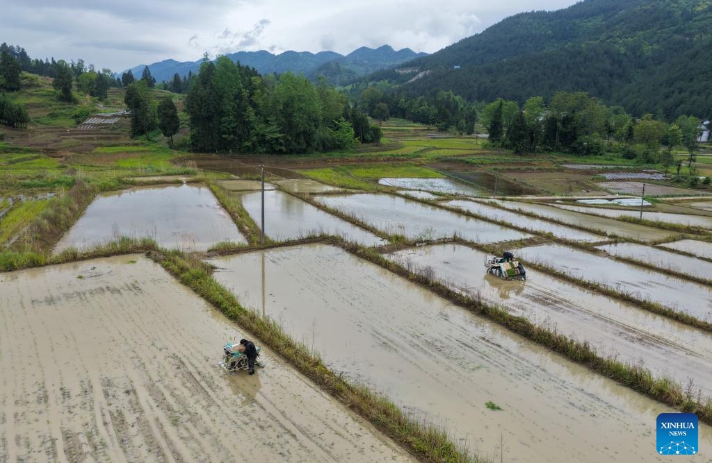 Chongqing : les agriculteurs du canton de Yuchi travaillent dans leurs champs