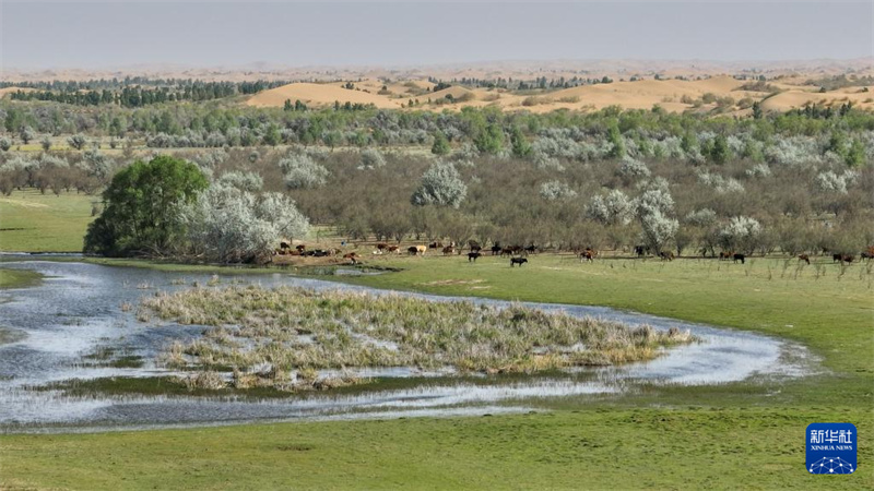 Mongolie intérieure : le paysage du désert de Kubuqi au début de l'été