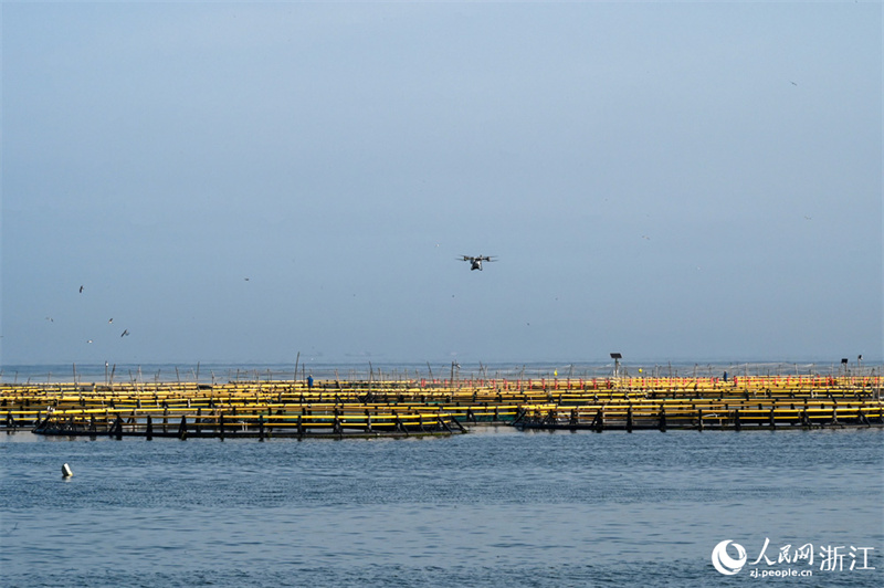 Zhejiang : à Wenzhou, la grande courbine jaune profite de la « livraison d'appâts par drone »