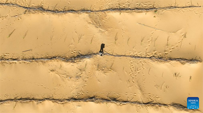 Mongolie intérieure : la bannière de Hanggin fait progresser ses efforts de contrôle du sable avec régularité