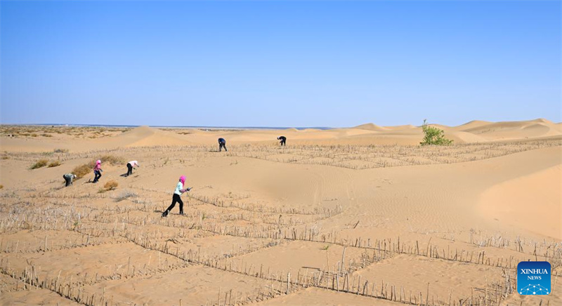 Mongolie intérieure : la bannière de Hanggin fait progresser ses efforts de contrôle du sable avec régularité
