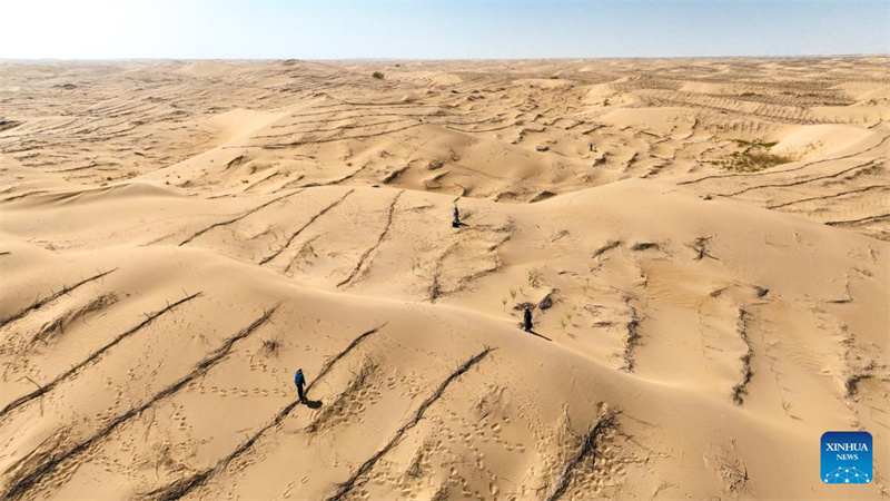 Mongolie intérieure : la bannière de Hanggin fait progresser ses efforts de contrôle du sable avec régularité