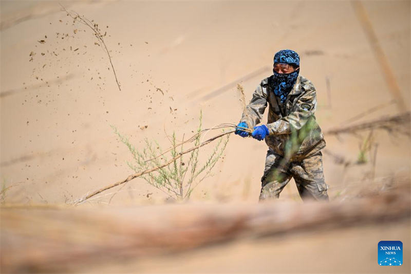Mongolie intérieure : la bannière de Hanggin fait progresser ses efforts de contrôle du sable avec régularité