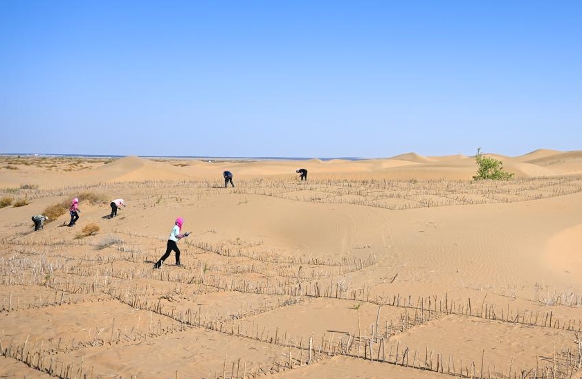 Mongolie intérieure : la bannière de Hanggin fait progresser ses efforts de contrôle du sable avec régularité