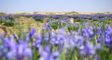 Mongolie intérieure : le paysage du désert de Kubuqi au début de l'été