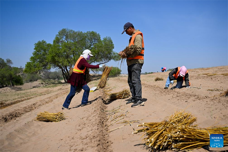 Mongolie intérieure : la bannière de Zhenglan applique des moyens techniques pour améliorer l'efficacité de la gestion des terres sablonneuses