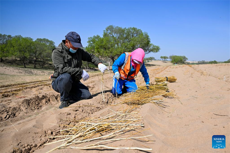 Mongolie intérieure : la bannière de Zhenglan applique des moyens techniques pour améliorer l'efficacité de la gestion des terres sablonneuses