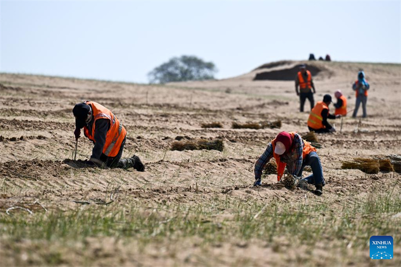 Mongolie intérieure : la bannière de Zhenglan applique des moyens techniques pour améliorer l'efficacité de la gestion des terres sablonneuses