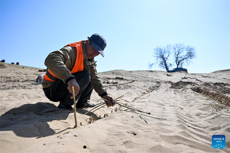Mongolie intérieure : la bannière de Zhenglan applique des moyens techniques pour améliorer l'efficacité de la gestion des terres sablonneuses