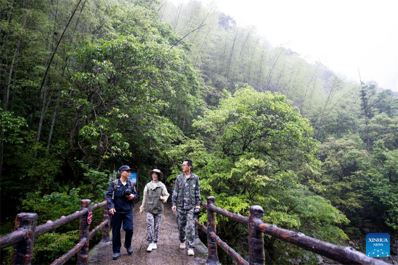 Fujian : un producteur de thé local garde le Parc national de Wuyishan en tant que garde forestier à temps partiel