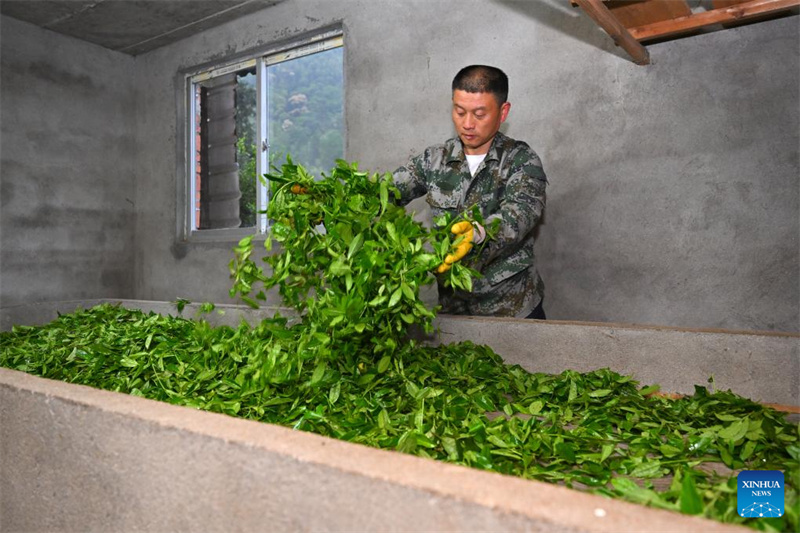 Fujian : un producteur de thé local garde le Parc national de Wuyishan en tant que garde forestier à temps partiel