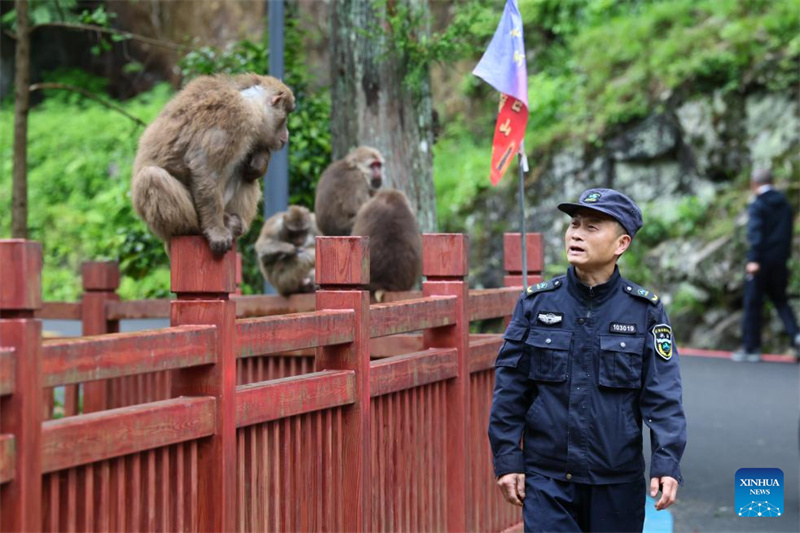Fujian : un producteur de thé local garde le Parc national de Wuyishan en tant que garde forestier à temps partiel