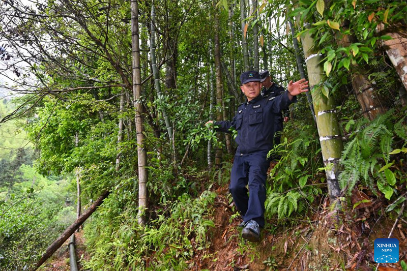 Fujian : un producteur de thé local garde le Parc national de Wuyishan en tant que garde forestier à temps partiel