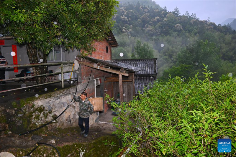 Fujian : un producteur de thé local garde le Parc national de Wuyishan en tant que garde forestier à temps partiel