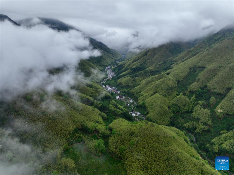 Fujian : un producteur de thé local garde le Parc national de Wuyishan en tant que garde forestier à temps partiel