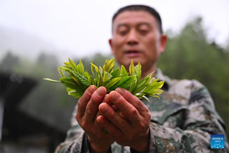 Fujian : un producteur de thé local garde le Parc national de Wuyishan en tant que garde forestier à temps partiel
