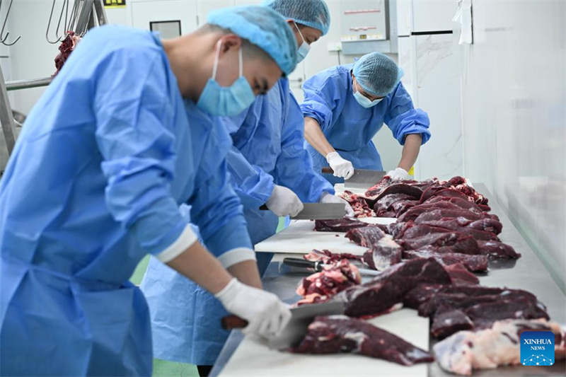 Guangdong : une industrie unique du bœuf prospère à Chaozhou