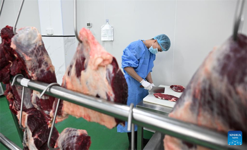 Guangdong : une industrie unique du bœuf prospère à Chaozhou