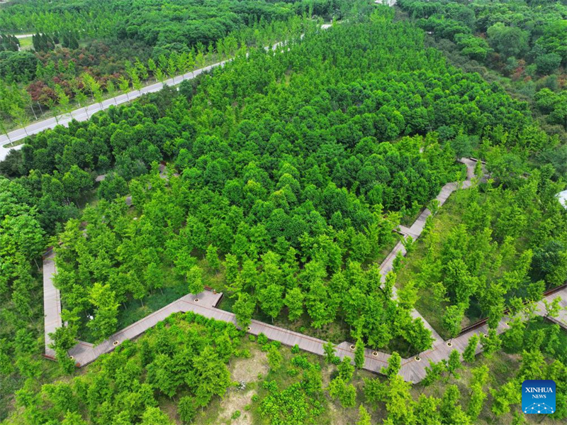 Hebei : la Nouvelle Zone de Xiong'an enregistre une croissance significative de son couvert forestier