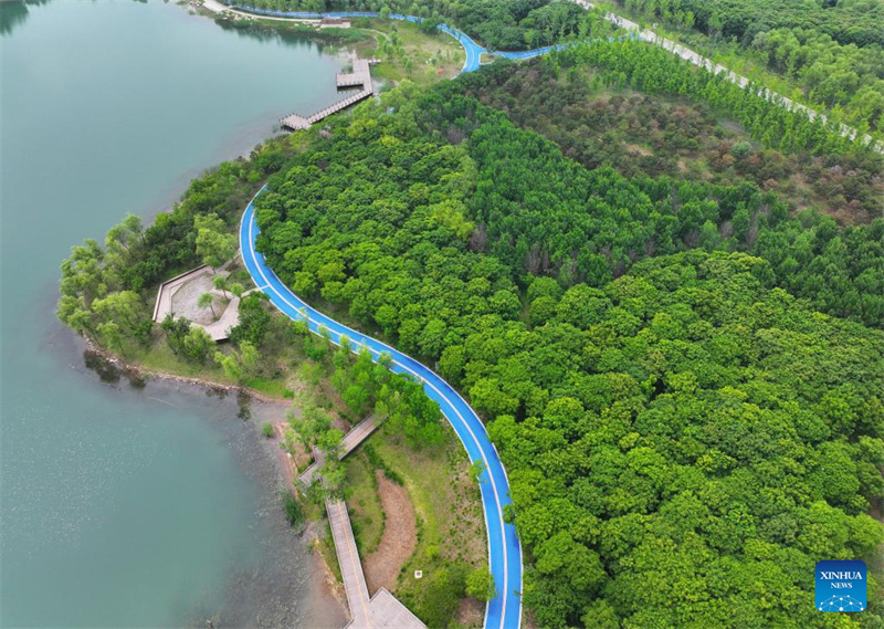 Hebei : la Nouvelle Zone de Xiong'an enregistre une croissance significative de son couvert forestier
