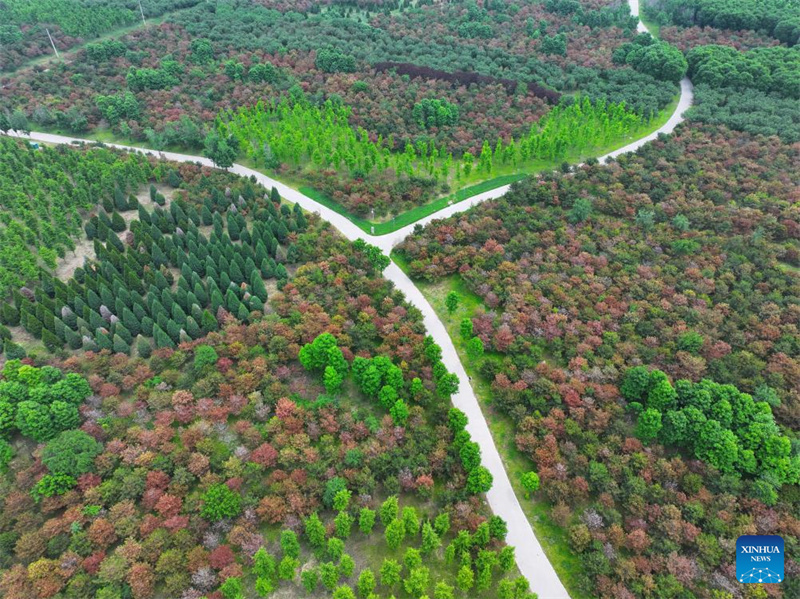 Hebei : la Nouvelle Zone de Xiong'an enregistre une croissance significative de son couvert forestier