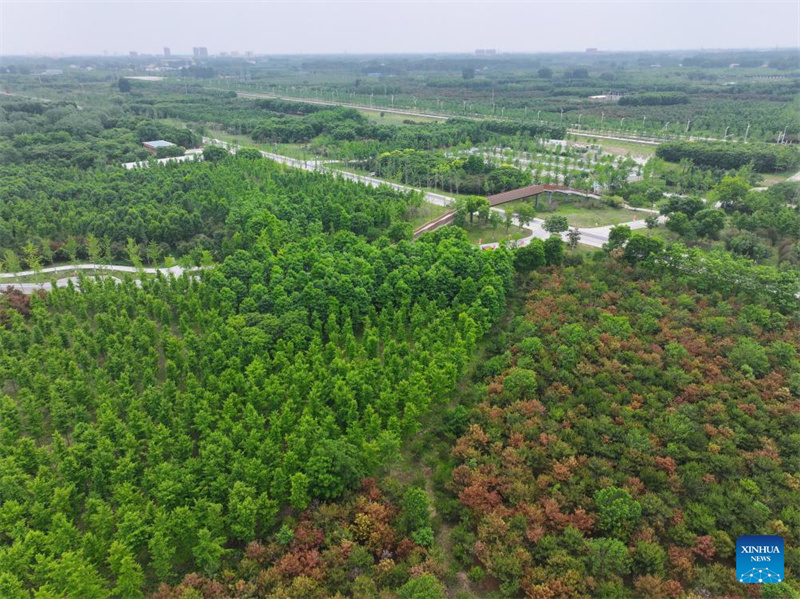 Hebei : la Nouvelle Zone de Xiong'an enregistre une croissance significative de son couvert forestier