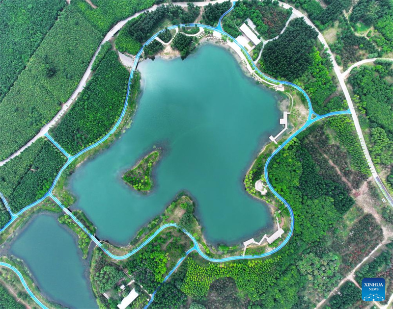 Hebei : la Nouvelle Zone de Xiong'an enregistre une croissance significative de son couvert forestier