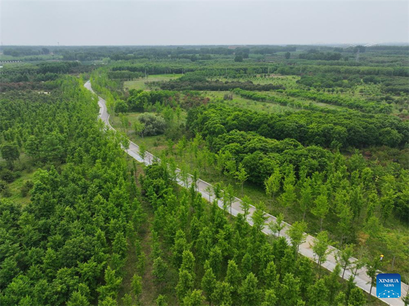 Hebei : la Nouvelle Zone de Xiong'an enregistre une croissance significative de son couvert forestier