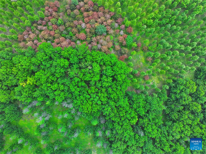 Hebei : la Nouvelle Zone de Xiong'an enregistre une croissance significative de son couvert forestier