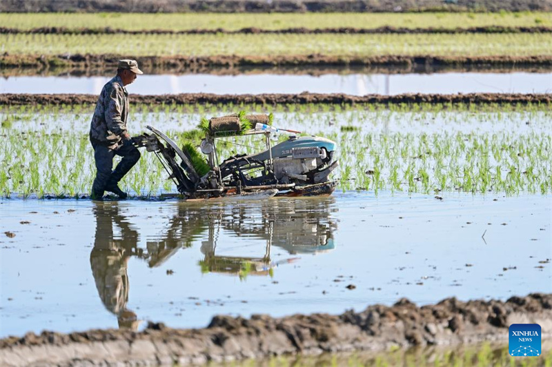 Xinjiang : des agriculteurs transplantent des plants de riz à Urumqi