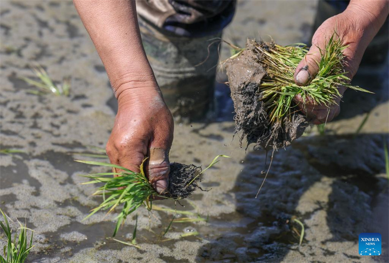 Xinjiang : des agriculteurs transplantent des plants de riz à Urumqi