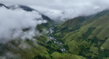 Fujian : un producteur de thé local garde le Parc national de Wuyishan en tant que garde forestier à temps partiel