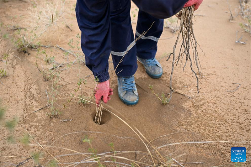 Mongolie intérieure : la gestion écologique du désert d'Ulan Buh progresse