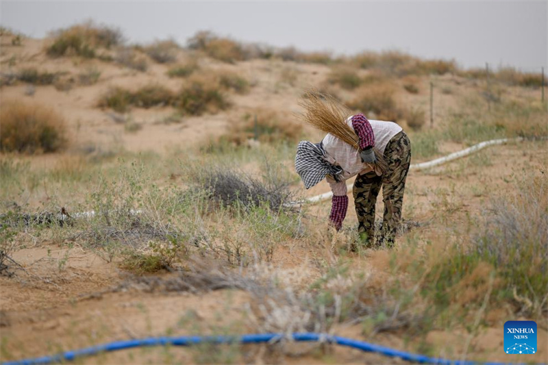Mongolie intérieure : la gestion écologique du désert d'Ulan Buh progresse