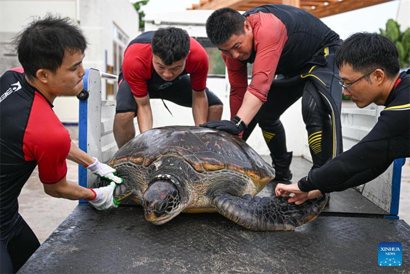 Hainan : un refuge pour tortues marines nouvellement construit pour renforcer la protection des tortues marines à Sanya