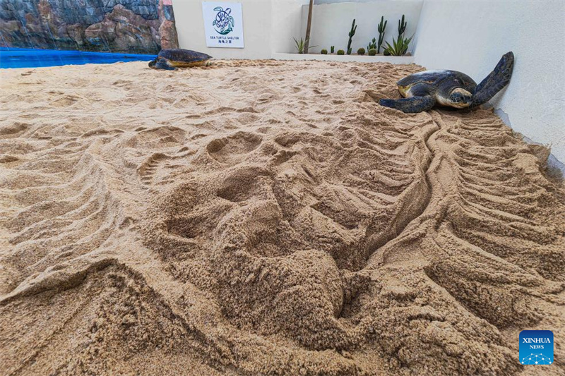 Hainan : un refuge pour tortues marines nouvellement construit pour renforcer la protection des tortues marines à Sanya