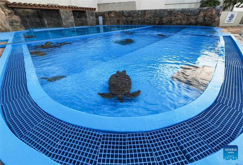 Hainan : un refuge pour tortues marines nouvellement construit pour renforcer la protection des tortues marines à Sanya